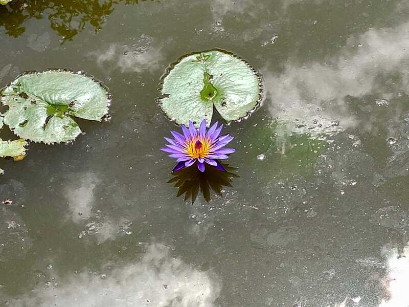 sapphire lotus
