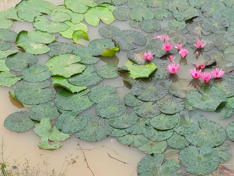 tourmaline lotus