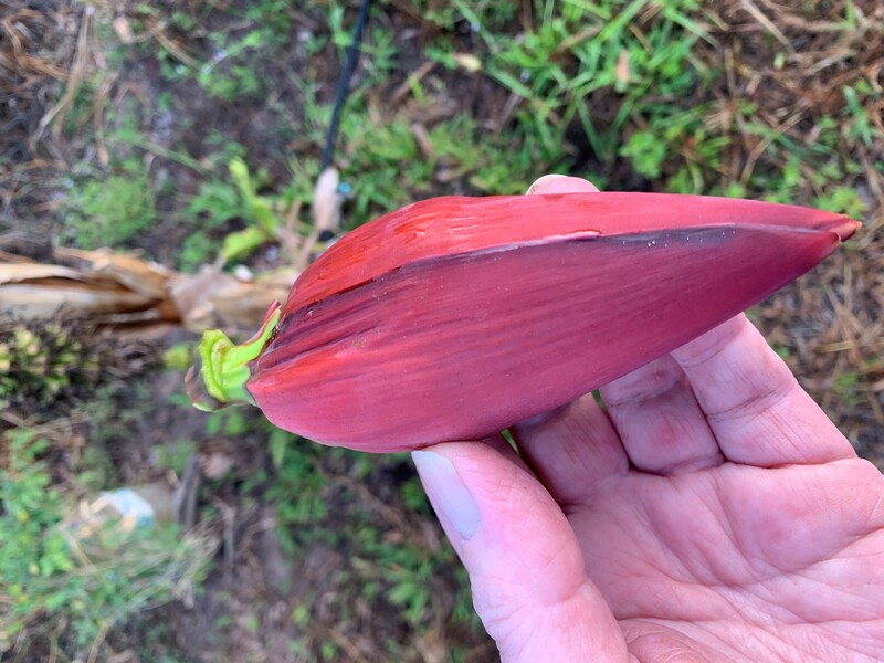 the banana tree produced a red bud