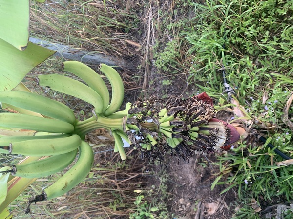 this banana tree produced many new shoots around the trunk