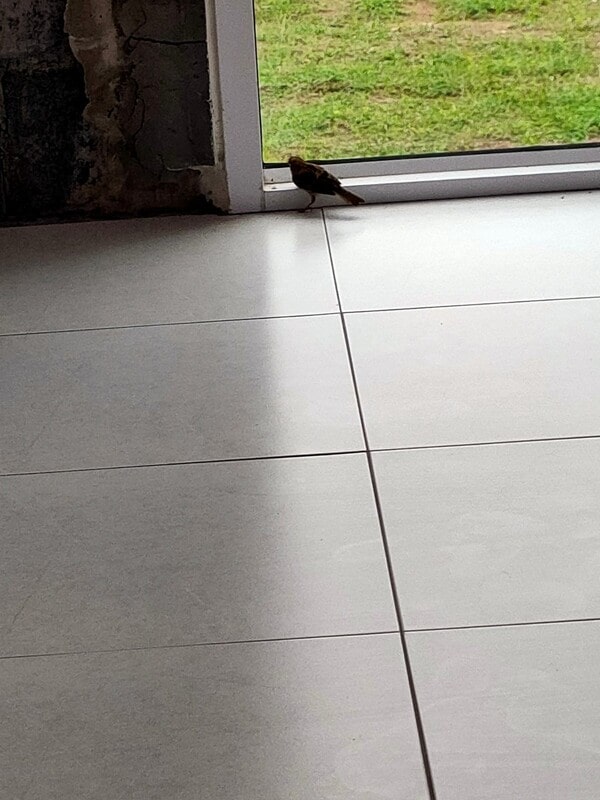 a bird want to go out