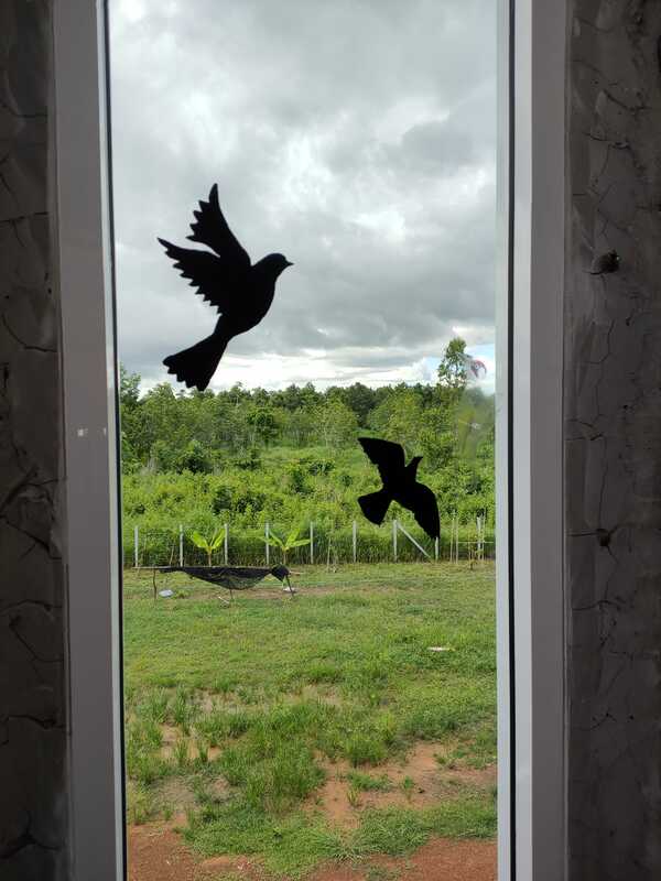 protecting the birds from flying into the glas