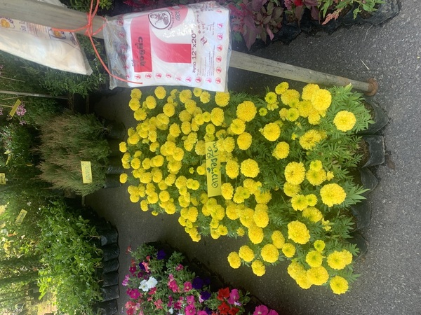 this flowers are sold here