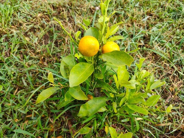 a small Orange tree