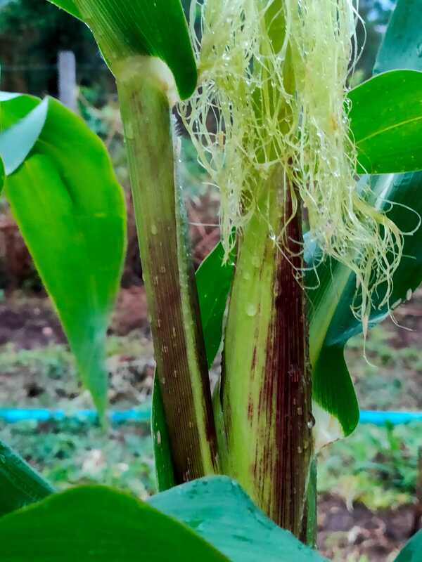 grown Corn plant