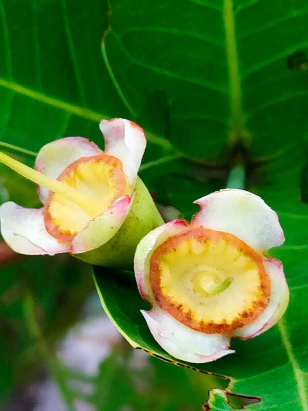 rose apple are related to guava