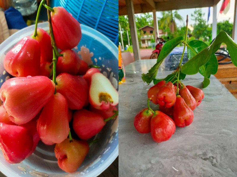 Die Rosenapfelernte steht bereit zum Essen oder zum Kochen