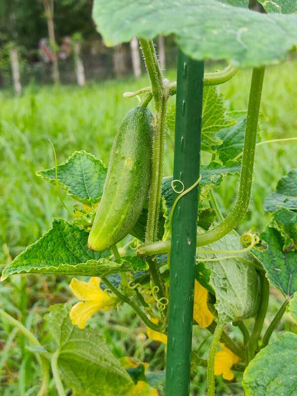 cucumbers grow very quick