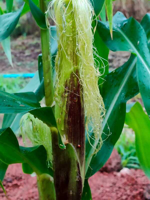 corn is growing and visible