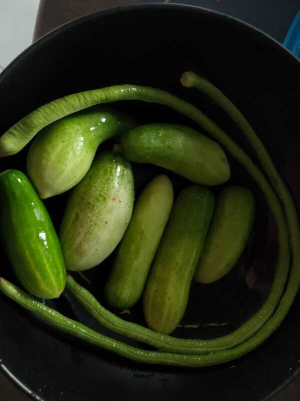 cumcumber and beans, a days harvest