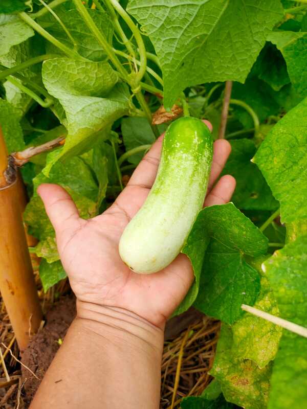 fresh cucumbers 