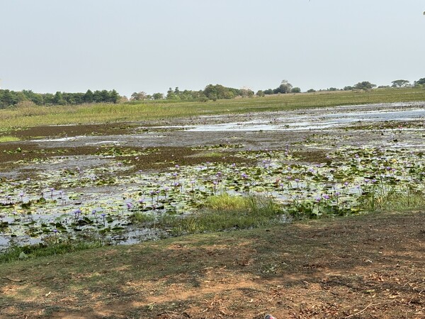 Nong Han tijdens de drooge seizoen