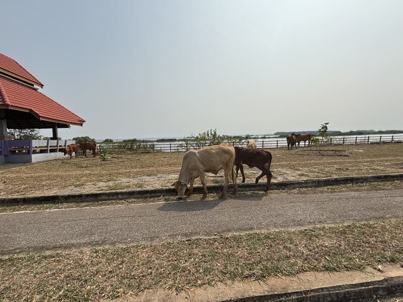 cows try to find food during the dry season