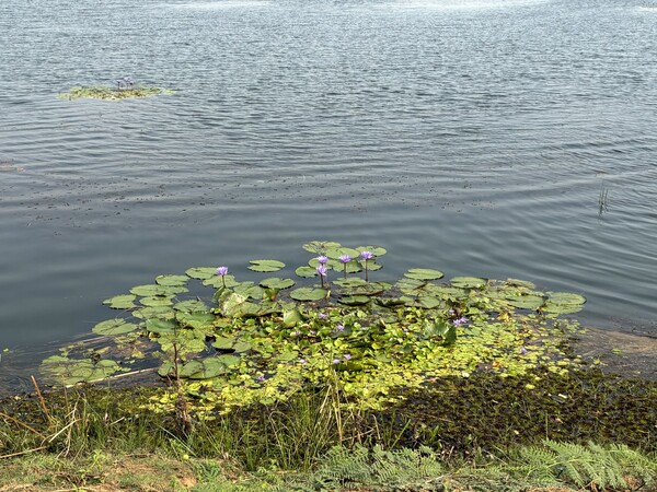 Nong Han lotus flowers with nice colors