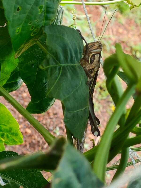 grasshopper on a leave