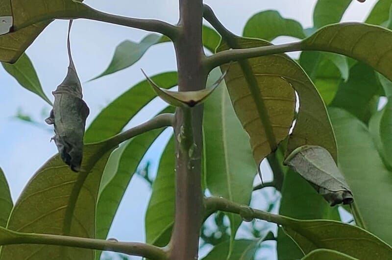 an insect uses the leaves as a cocoon