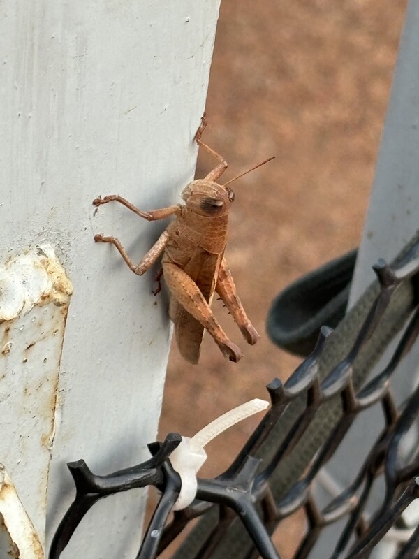 grasshopper on a fence