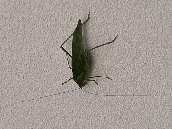 a grasshopper at the wall