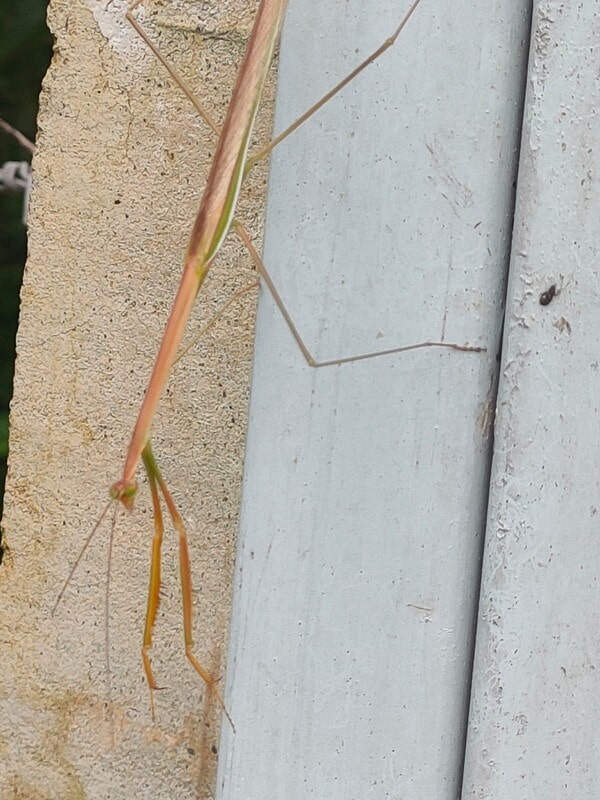 walkingstick on a light surface