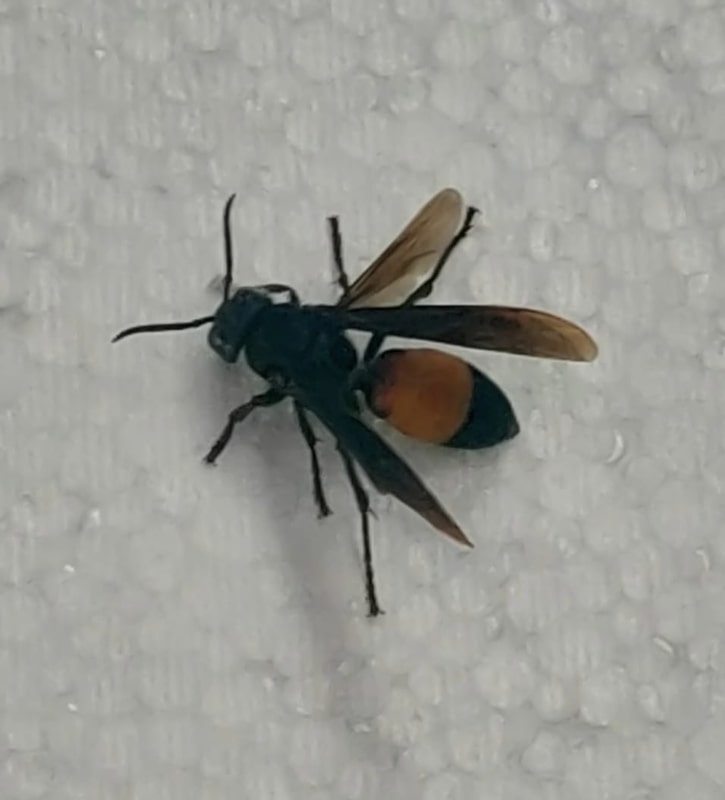 Greater banded hornet