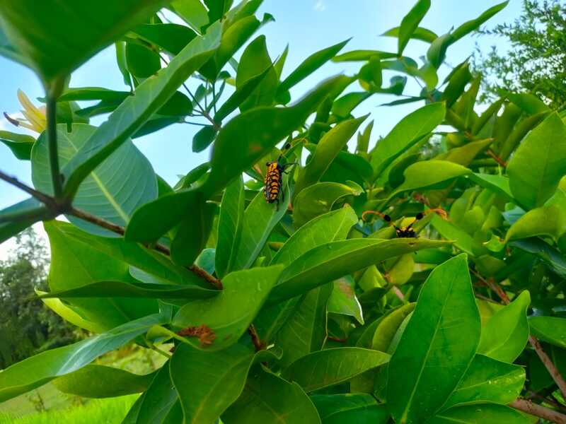 aristobia approximator eating leaves