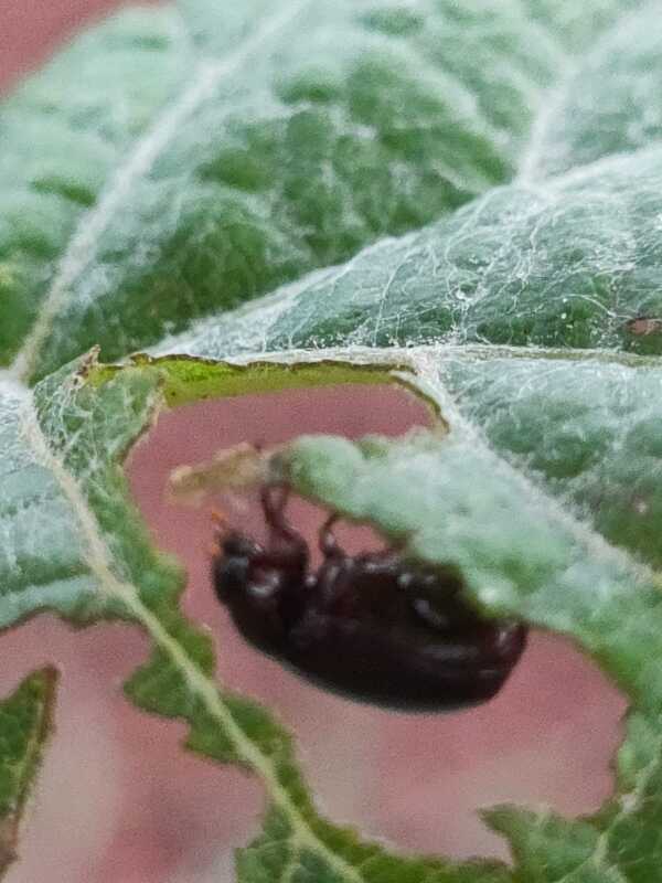 Rapeseed shine beetle eating leaves