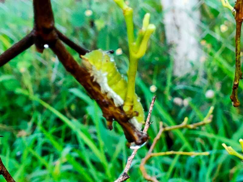 caterpillar searching for food