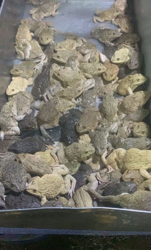 frog meat