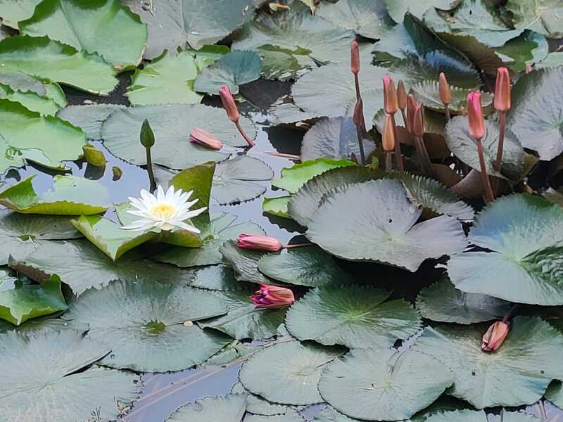 lotus flowers all over the place