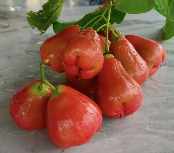 rose apples