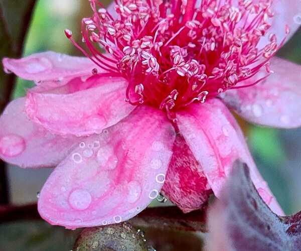 Thai bloemen