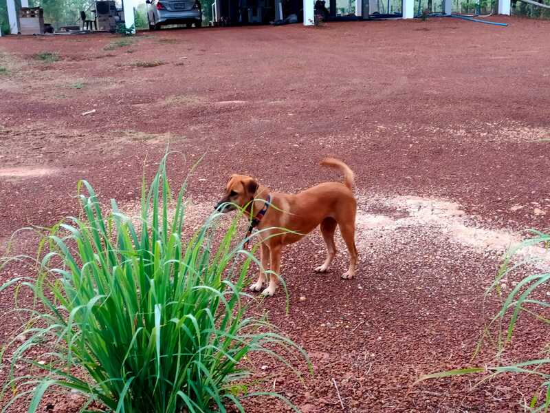 Unser neuer Wachhund neben dem Zitronengras