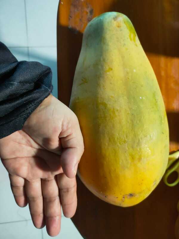 how to get lot of this fruit on a papaya tree