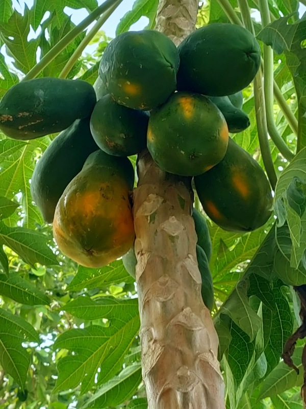 Schließlich sehen wir, wie die Papayas gelb werden.