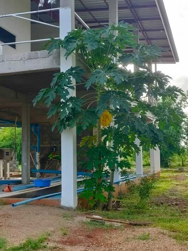 papaya tree reached the first floor