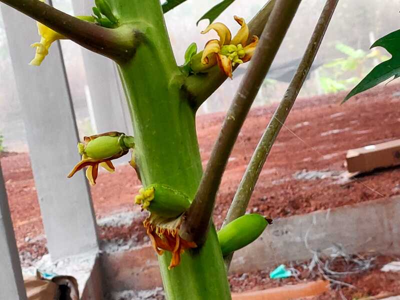 new papaya fruit