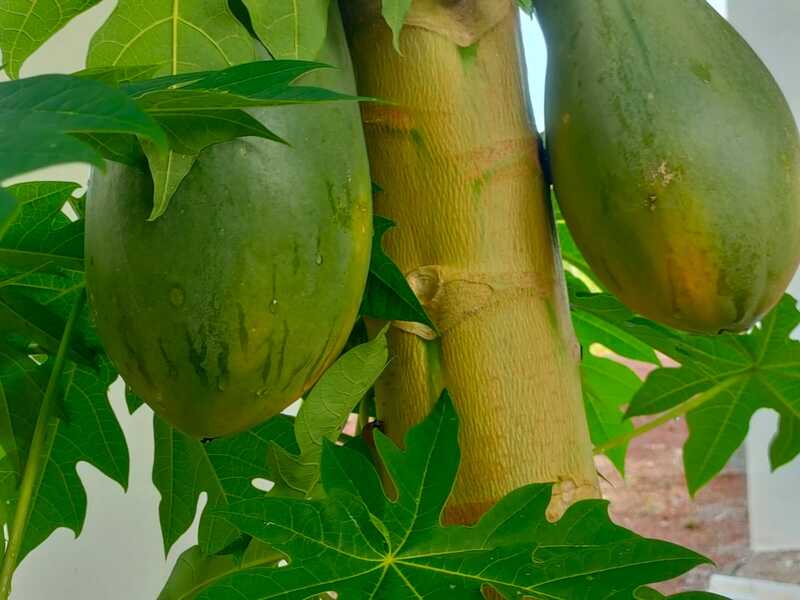 papaya can also be used in its green state