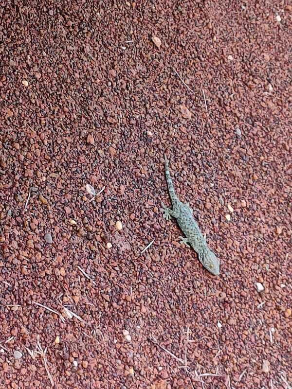 quite normal to have the lizards around